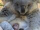 Zoo Koala