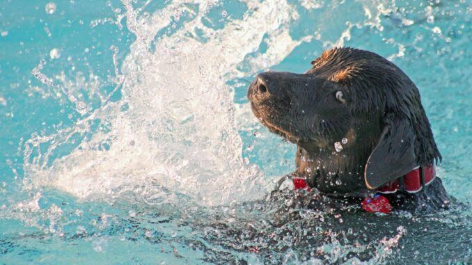 Hundebadetag Naturbad Mockritz