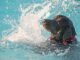 Hundebadetag Naturbad Mockritz