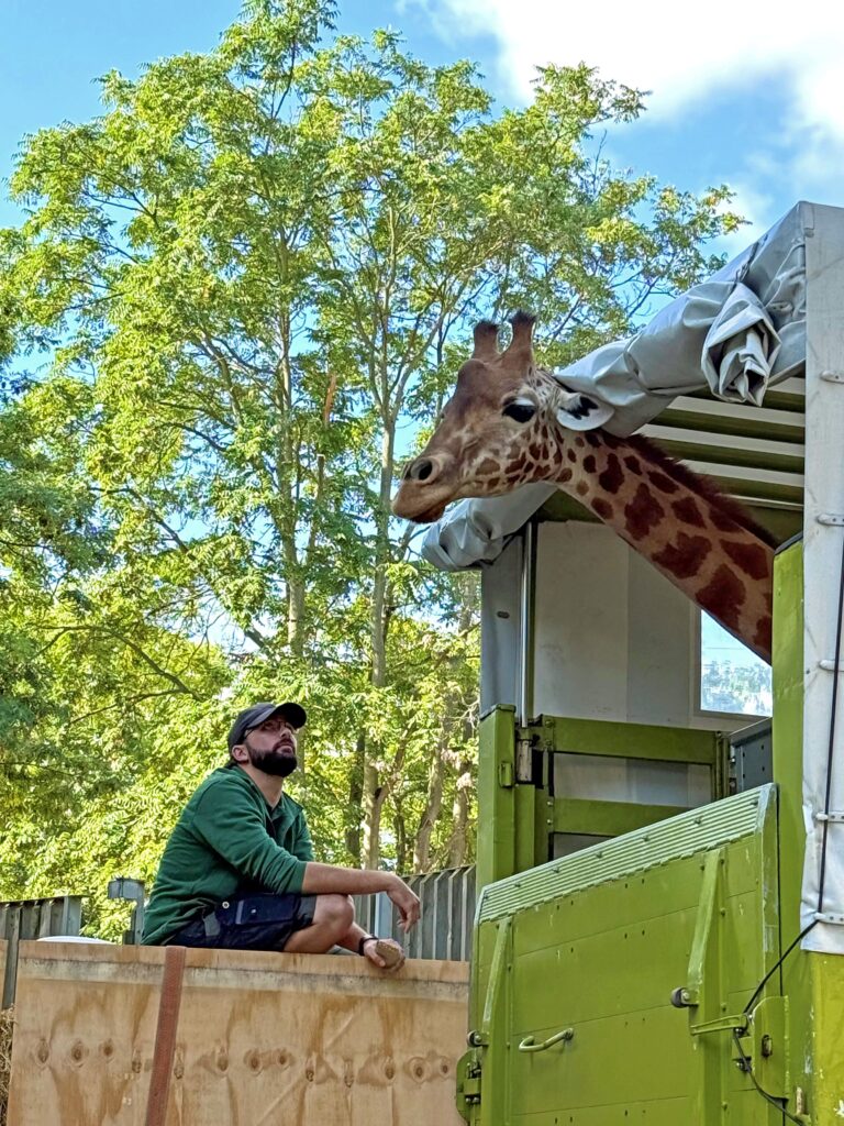 Zoo giraffen