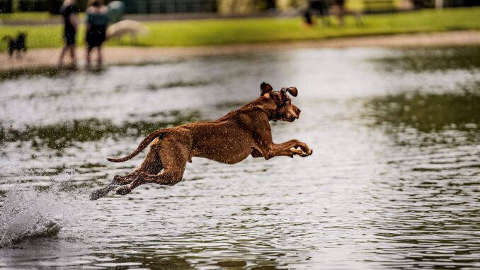 Freibad Mockritz. Hundebadetag