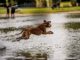Freibad Mockritz. Hundebadetag